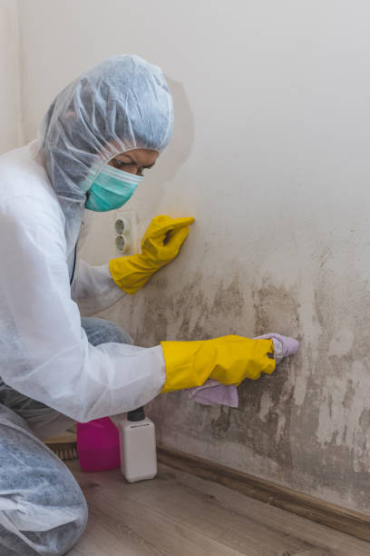 Best Post-Remediation Verification Testing  in Park Ridge, NJ