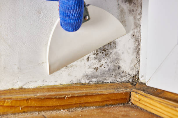 Best Forensic Mold Investigation  in Park Ridge, NJ